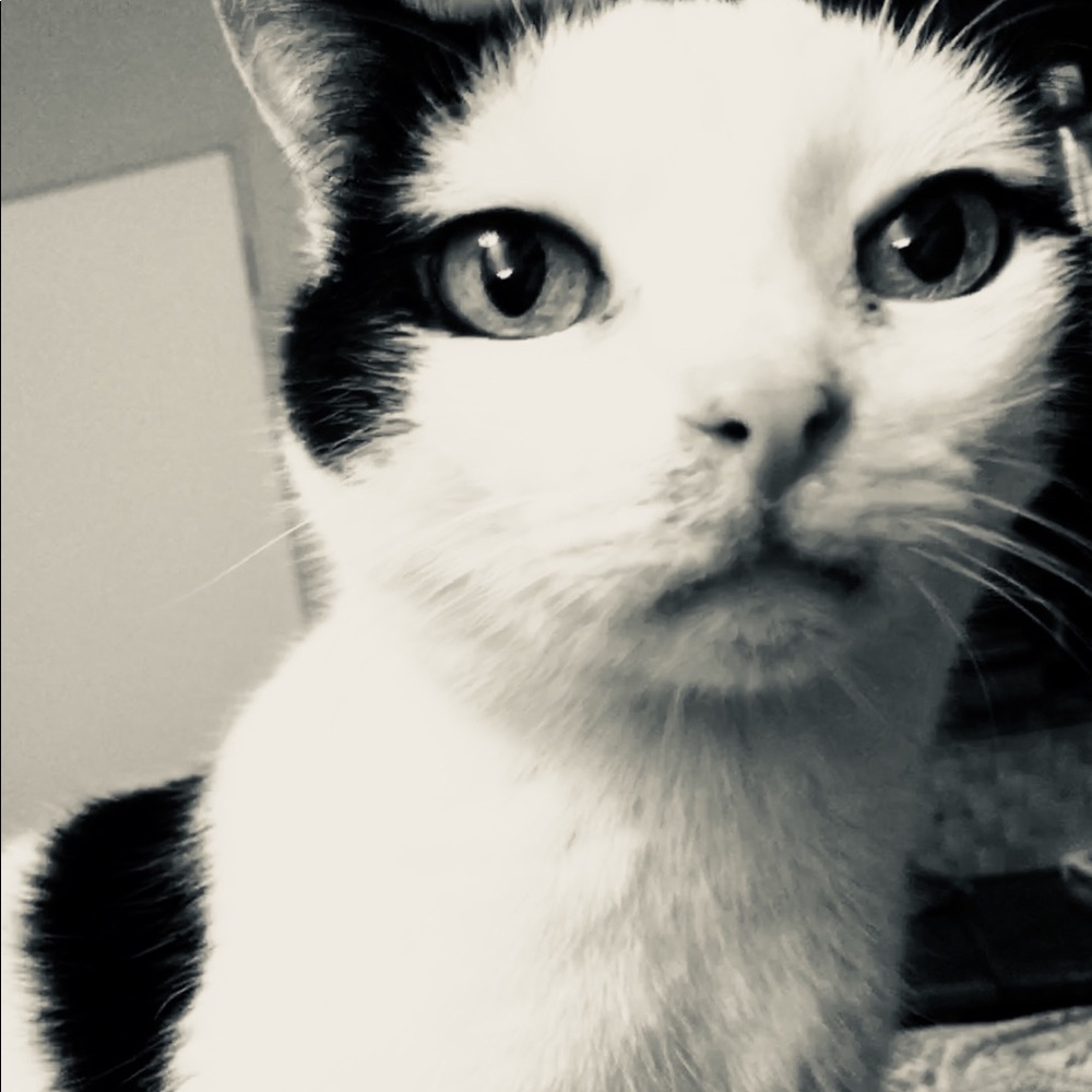 Meet your Posher, Laurie